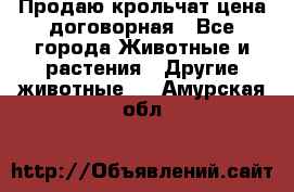 Продаю крольчат цена договорная - Все города Животные и растения » Другие животные   . Амурская обл.